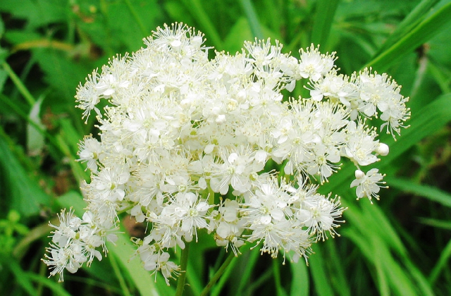 Лабазник вязолистный (лат. Filipéndula ulmária)